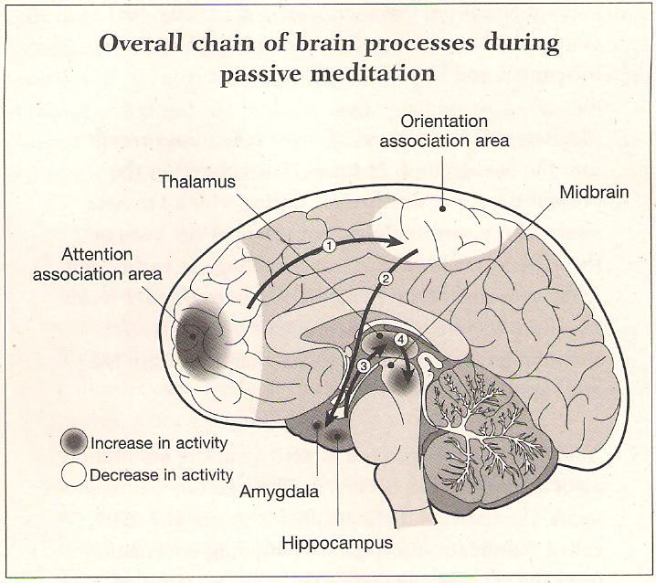 Neuro_brain_in_meditation
